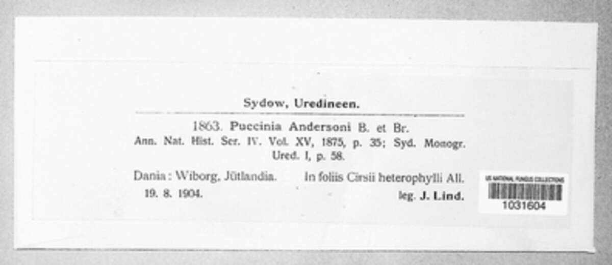 Puccinia andersonii image